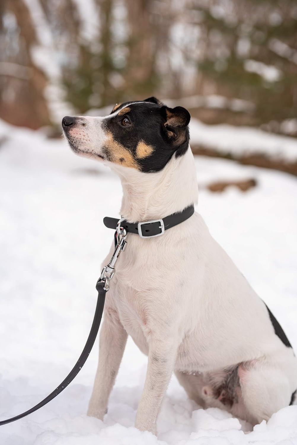 Bond Pet Waterproof Dog Collar - Durable, Comfortable, Adjustable, Wear Resistant and Easy to Clean for Puppies and XSmall Dogs (Orange, XSmall) - PuriLite