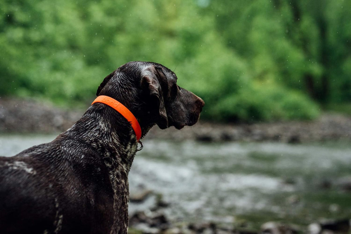 Bond Pet Waterproof Dog Collar - Durable, Comfortable, Adjustable, Wear Resistant and Easy to Clean for Puppies and XSmall Dogs (Orange, XSmall) - PuriLite