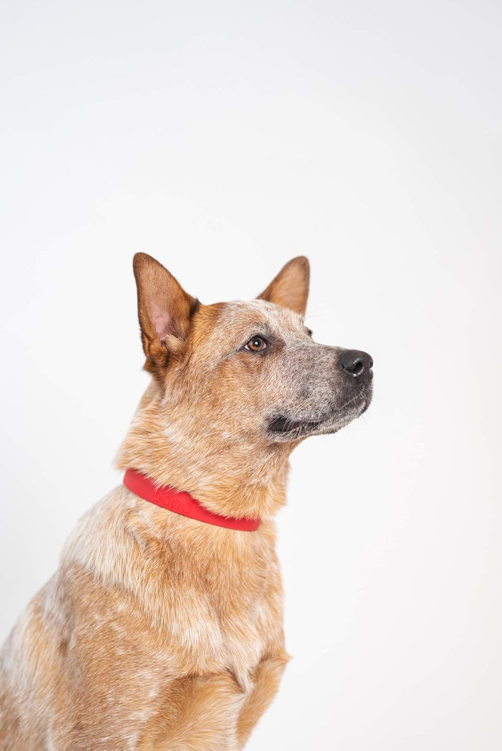 Bond Pet Waterproof Dog Collar - Durable, Comfortable, Adjustable, Wear Resistant and Easy to Clean for Puppies and XSmall Dogs (Orange, XSmall) - PuriLite