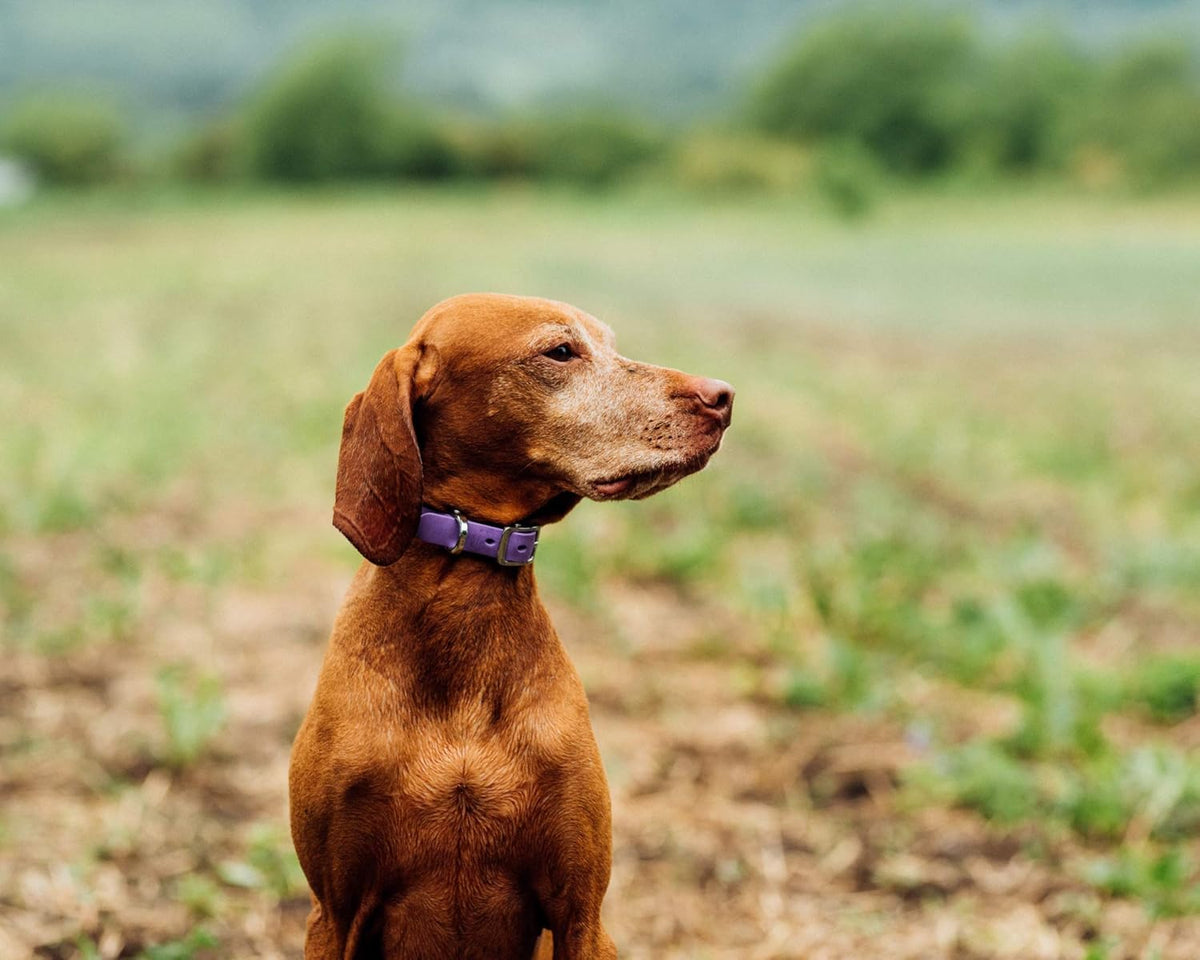 Bond Pet Waterproof Dog Collar - Durable, Comfortable, Adjustable, Wear Resistant and Easy to Clean for Puppies and XSmall Dogs (Orange, XSmall) - PuriLite