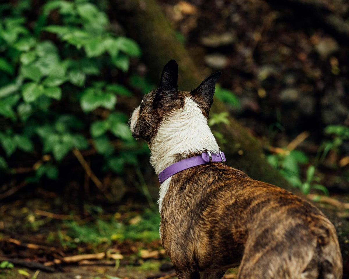 Bond Pet Waterproof Dog Collar - Durable, Comfortable, Adjustable, Wear Resistant and Easy to Clean for Puppies and XSmall Dogs (Orange, XSmall) - PuriLite