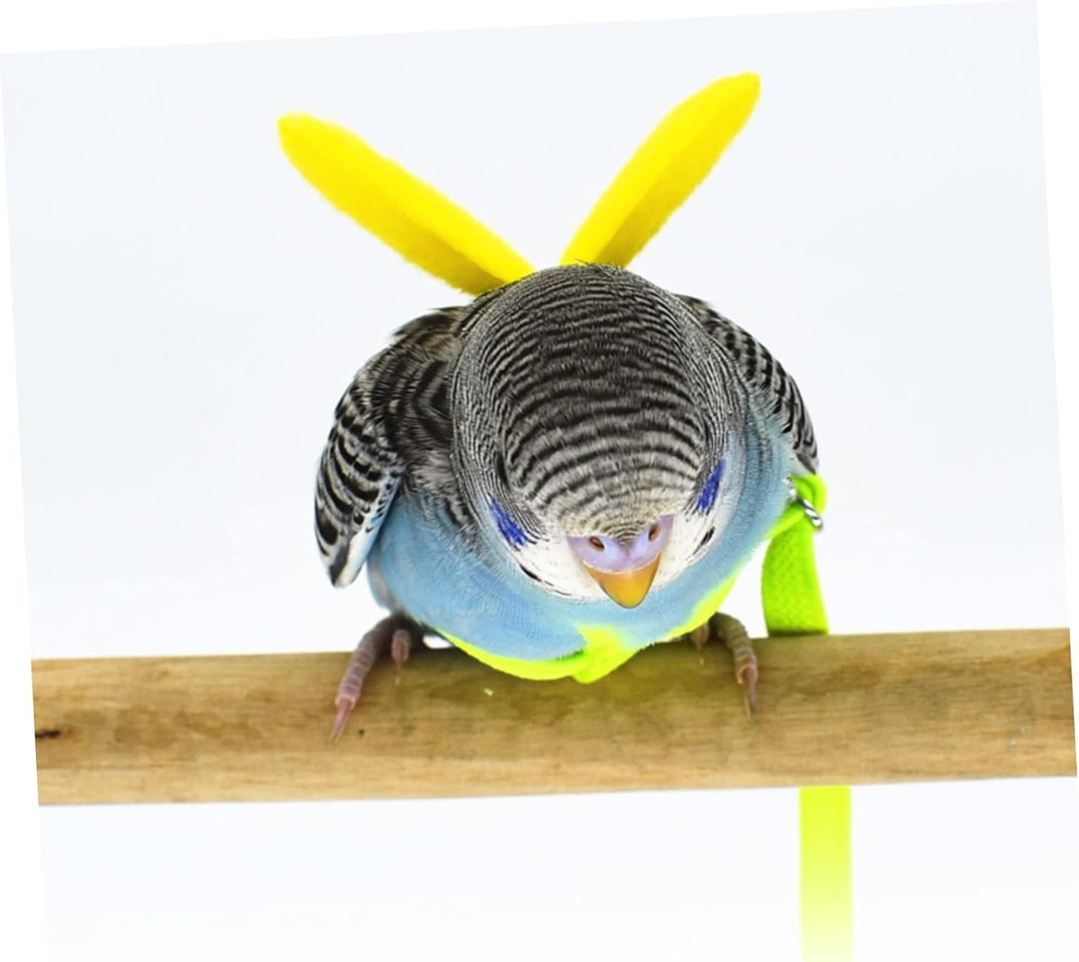 BESPORTBLE 4pcs Bird Training Rope Parrot Harness Leash Pet Bird Fly Train Supply for Small Conure