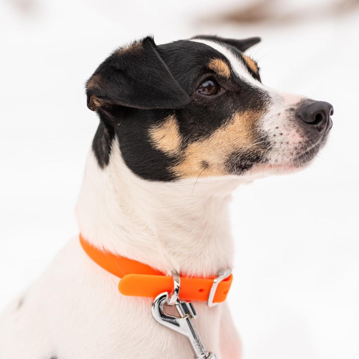 Bond Pet Waterproof Dog Collar - Durable, Comfortable, Adjustable, Wear Resistant and Easy to Clean for Puppies and XSmall Dogs (Orange, XSmall) - PuriLite