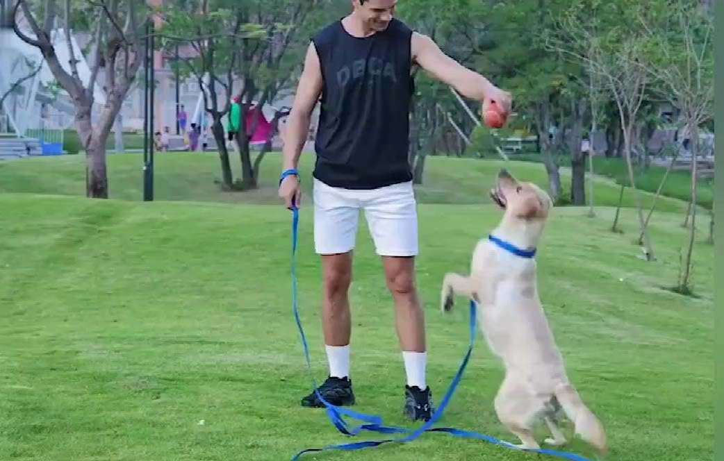 AMAGOOD Dog/Puppy Obedience Recall Training Agility Lead-15 ft 20 ft 30 ft 50 ft Long Leash-for Dog Training,Tie Out,Play,Safety,Camping (15 feet, Black) - PuriLite