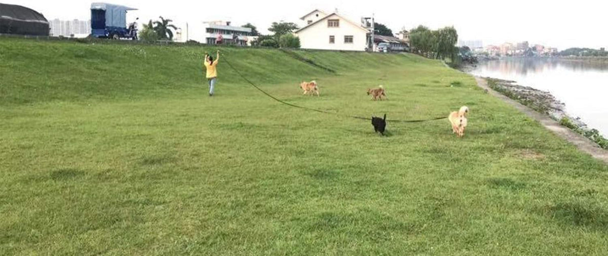 AMAGOOD Dog/Puppy Obedience Recall Training Agility Lead-15 ft 20 ft 30 ft 50 ft Long Leash-for Dog Training,Tie Out,Play,Safety,Camping (15 feet, Black) - PuriLite
