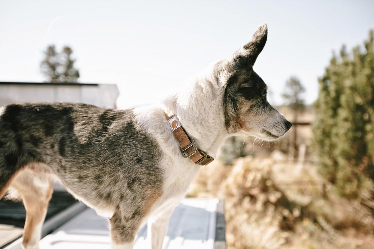 Carhartt Journeyman Dog Collar, Premium Rugged Construction Pet Collar - PuriLite