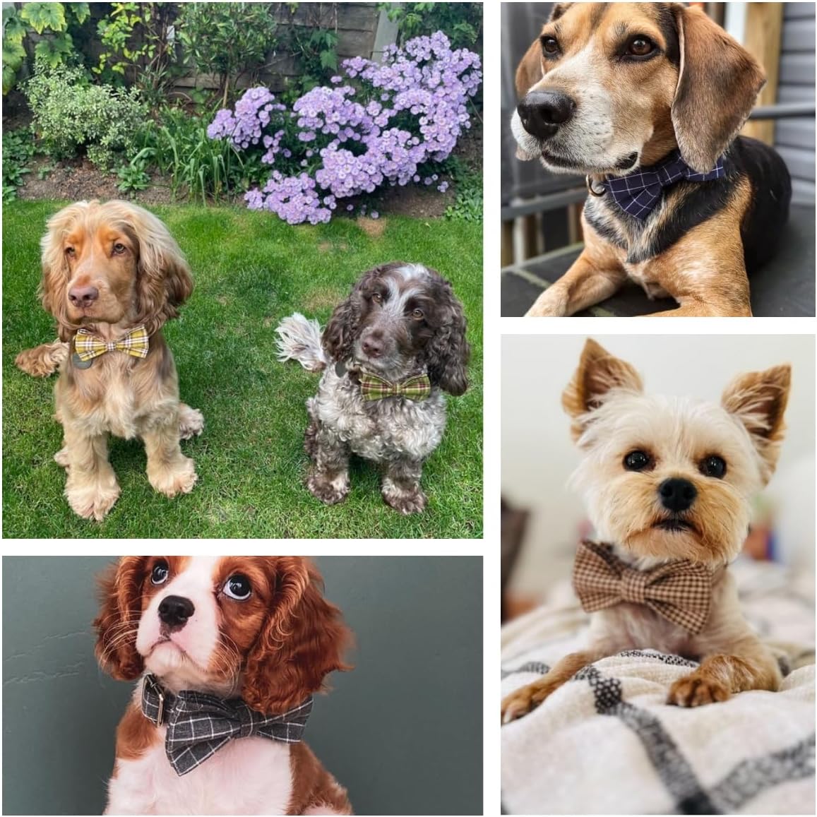 Custom Engraved Dog Collar with Name and Phone Number, Personalized for Small, Medium, and Large Dogs (Plaid) - PuriLite