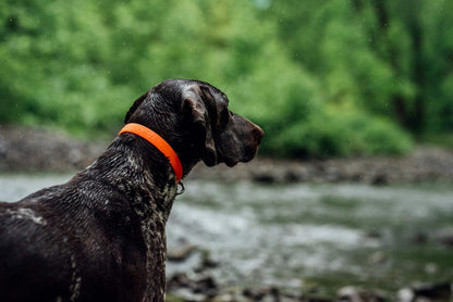 Bond Pet Waterproof Dog Collar - Durable, Comfortable, Adjustable, Wear Resistant and Easy to Clean for Puppies and XSmall Dogs (Orange, XSmall) - PuriLite