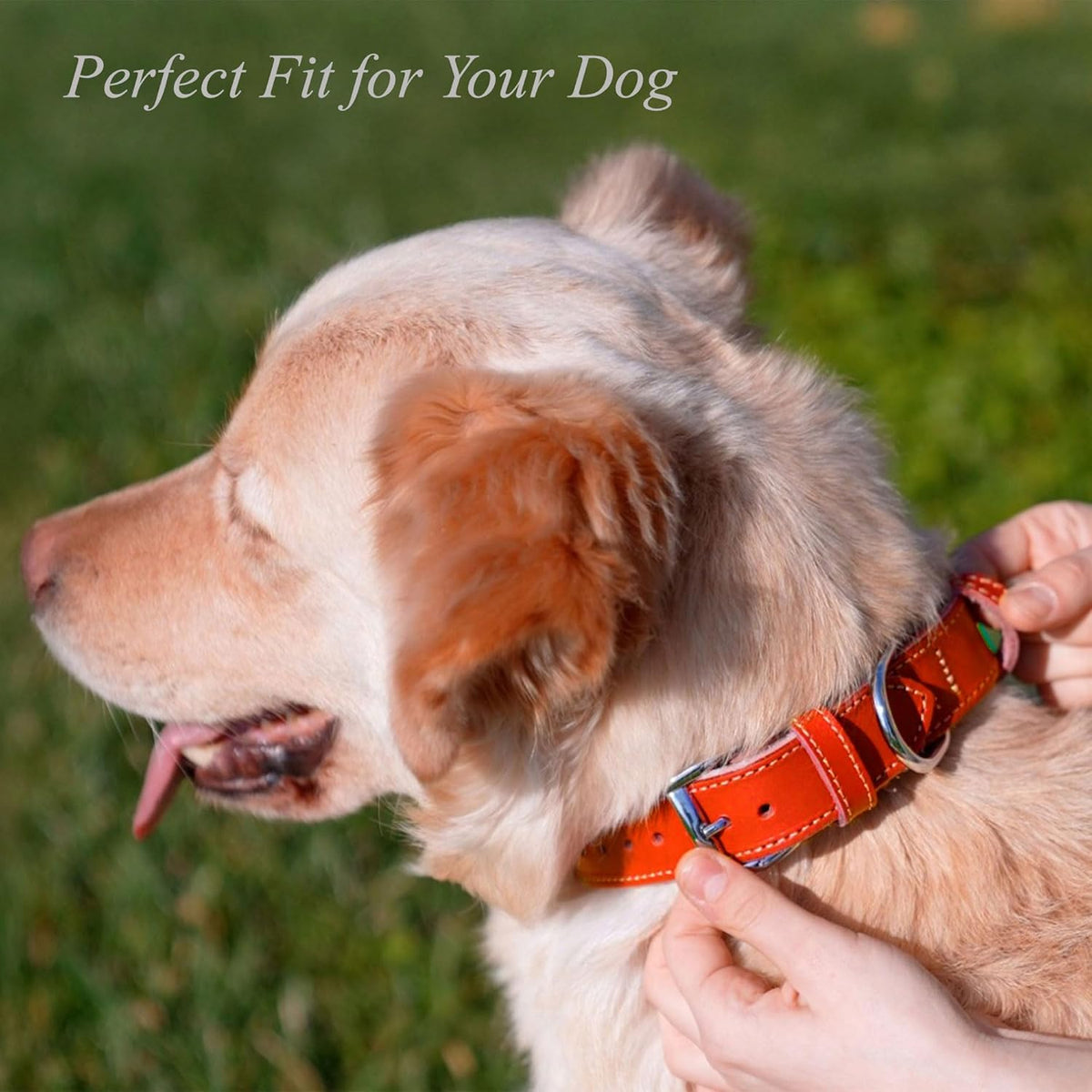 TORRUNA Soft Leather Dog Collar | Dog Collars for Small, Medium and Large Dogs | Durable Heavy Duty Dog Collars - PuriLite