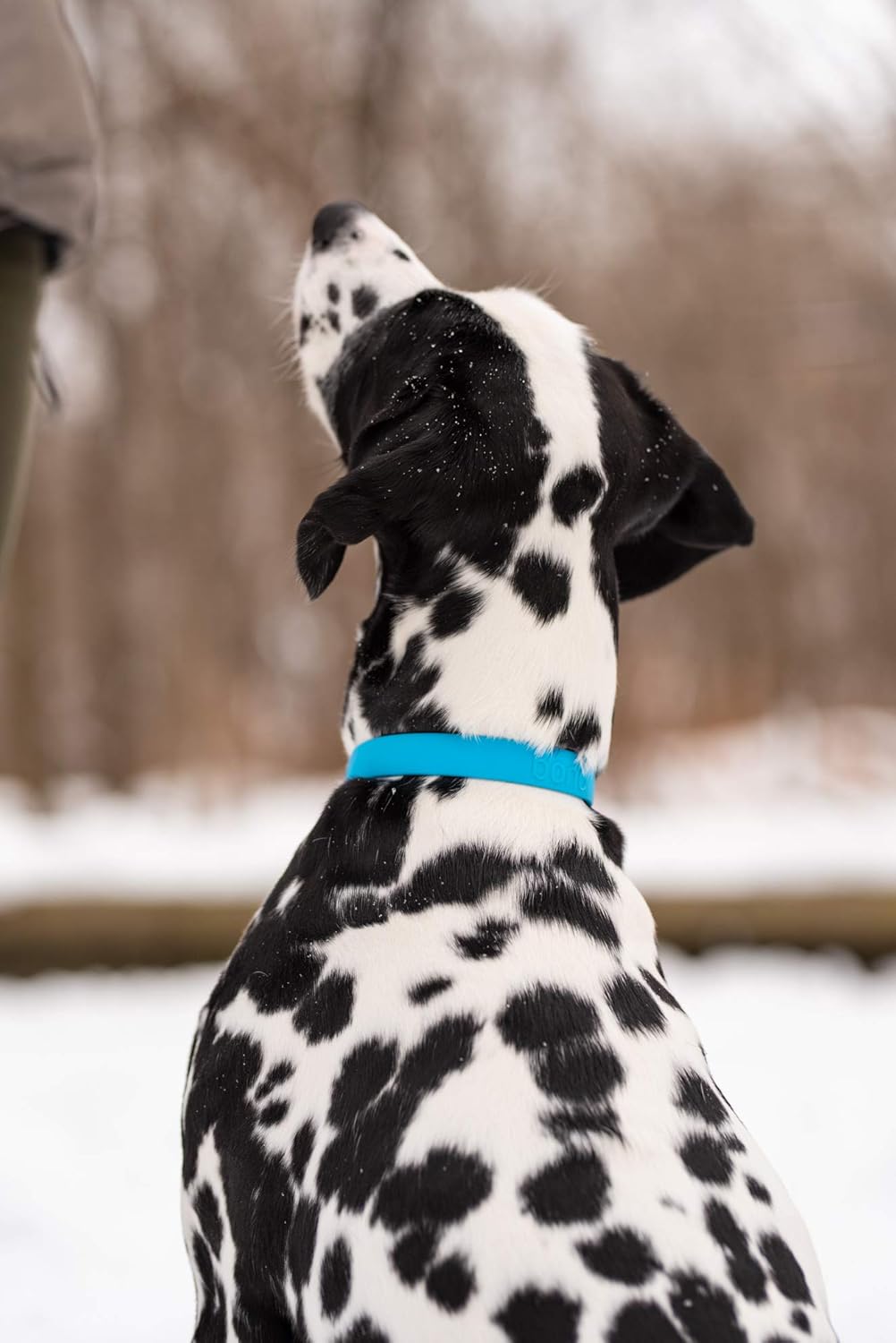 Bond Pet Waterproof Dog Collar - Durable, Comfortable, Adjustable, Wear Resistant and Easy to Clean for Puppies and XSmall Dogs (Orange, XSmall) - PuriLite