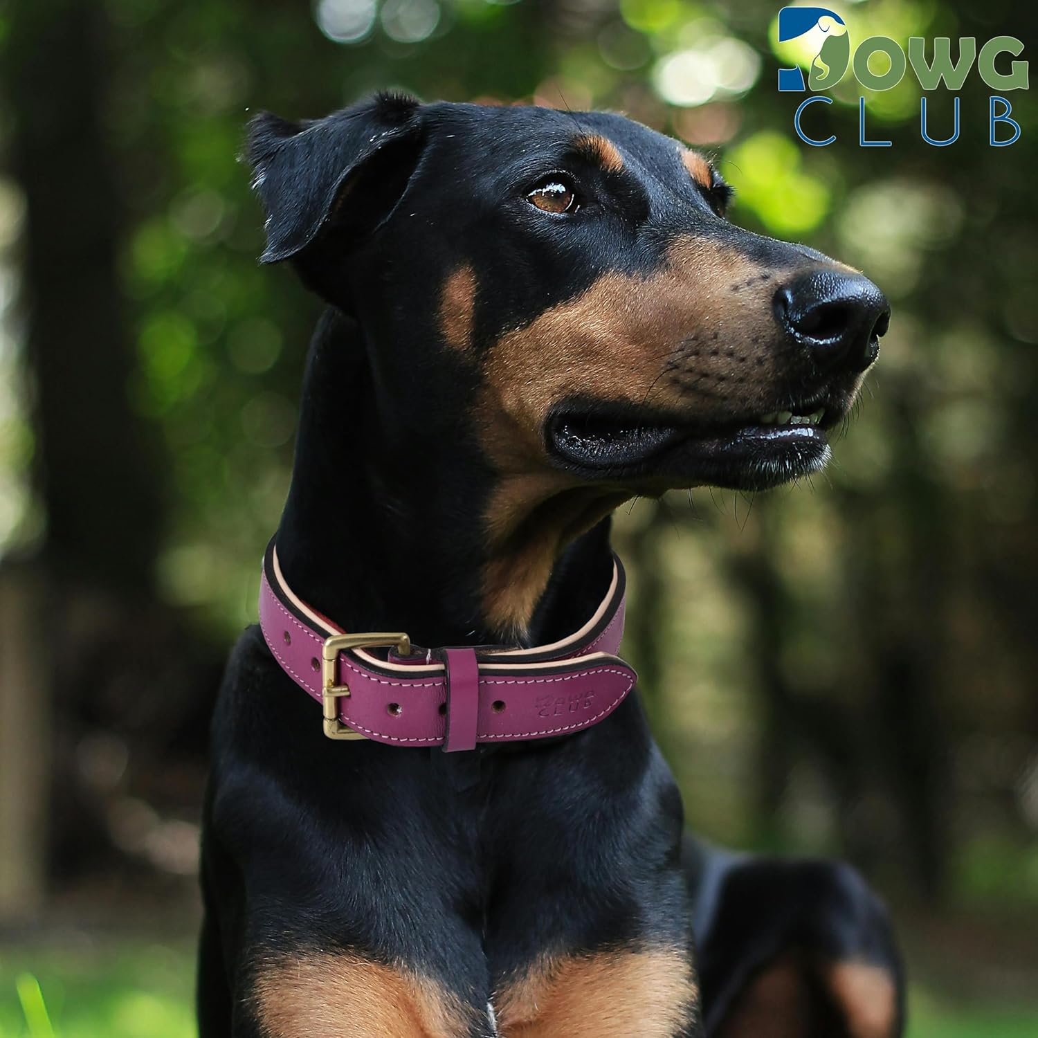 DowgClub | Genuine Leather Dog Collar | Full Grain, Heavy Duty | Comfortable, Strong | Best for Pups, Small, Medium & Large Breeds | Pink, Brown, Black, Tan - PuriLite