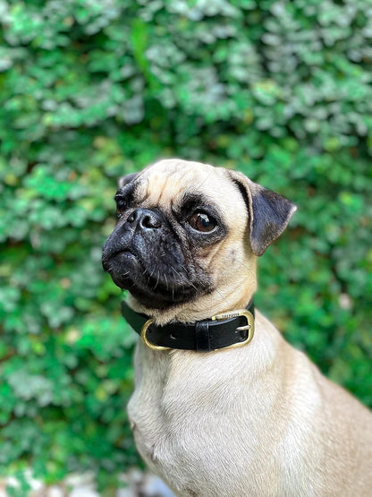 Tuff Pupper Classic Heavy Duty Dog Collar | 10x Stronger Than Leather | 100% Waterproof & Odor Proof Dog Collar | Tough Rust-Proof All Metal Hardware - PuriLite
