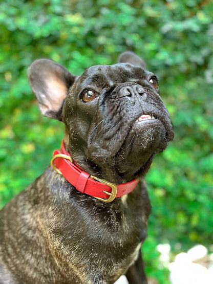 Tuff Pupper Classic Heavy Duty Dog Collar | 10x Stronger Than Leather | 100% Waterproof & Odor Proof Dog Collar | Tough Rust-Proof All Metal Hardware - PuriLite