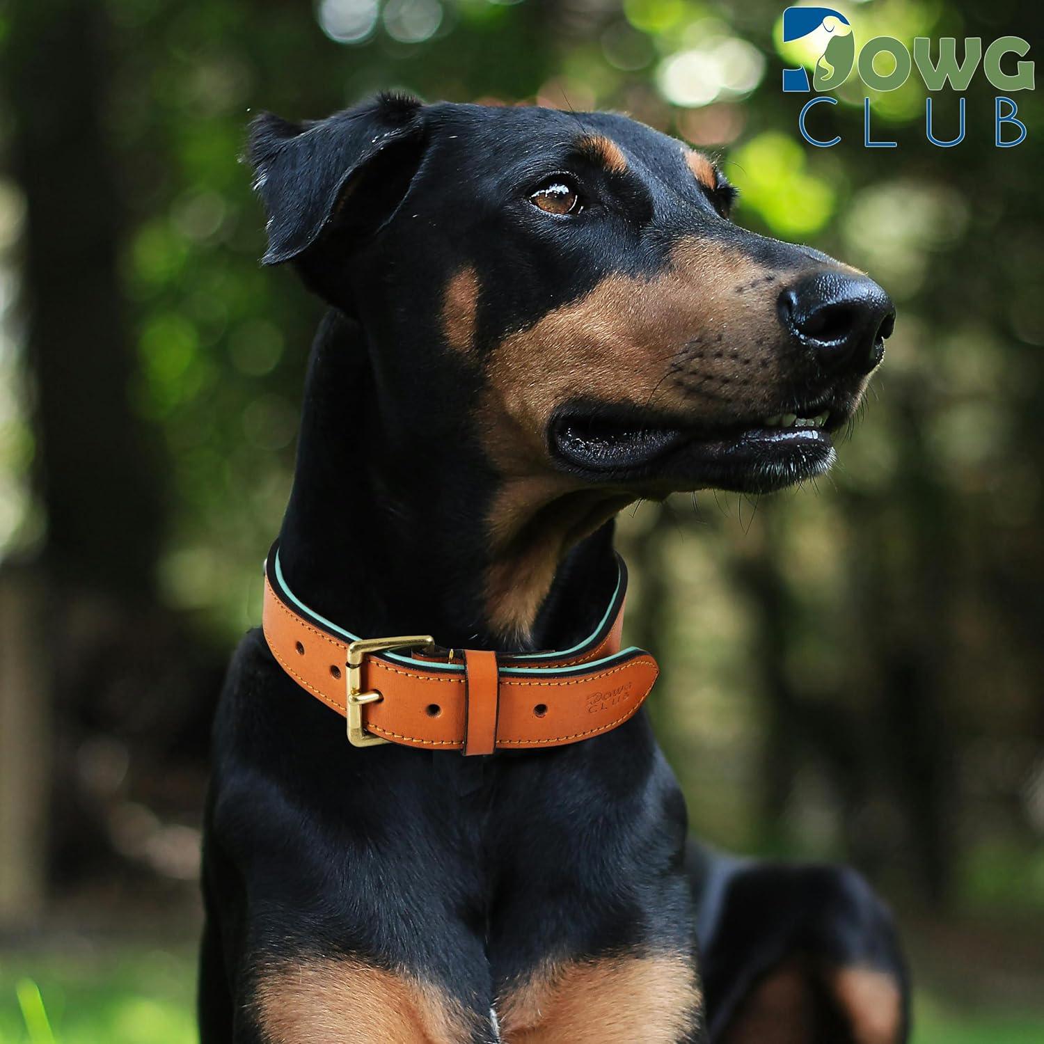 DowgClub | Genuine Leather Dog Collar | Full Grain, Heavy Duty | Comfortable, Strong | Best for Pups, Small, Medium & Large Breeds | Pink, Brown, Black, Tan - PuriLite