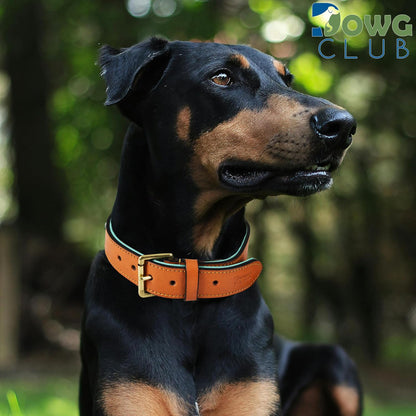 DowgClub | Genuine Leather Dog Collar | Full Grain, Heavy Duty | Comfortable, Strong | Best for Pups, Small, Medium & Large Breeds | Pink, Brown, Black, Tan - PuriLite