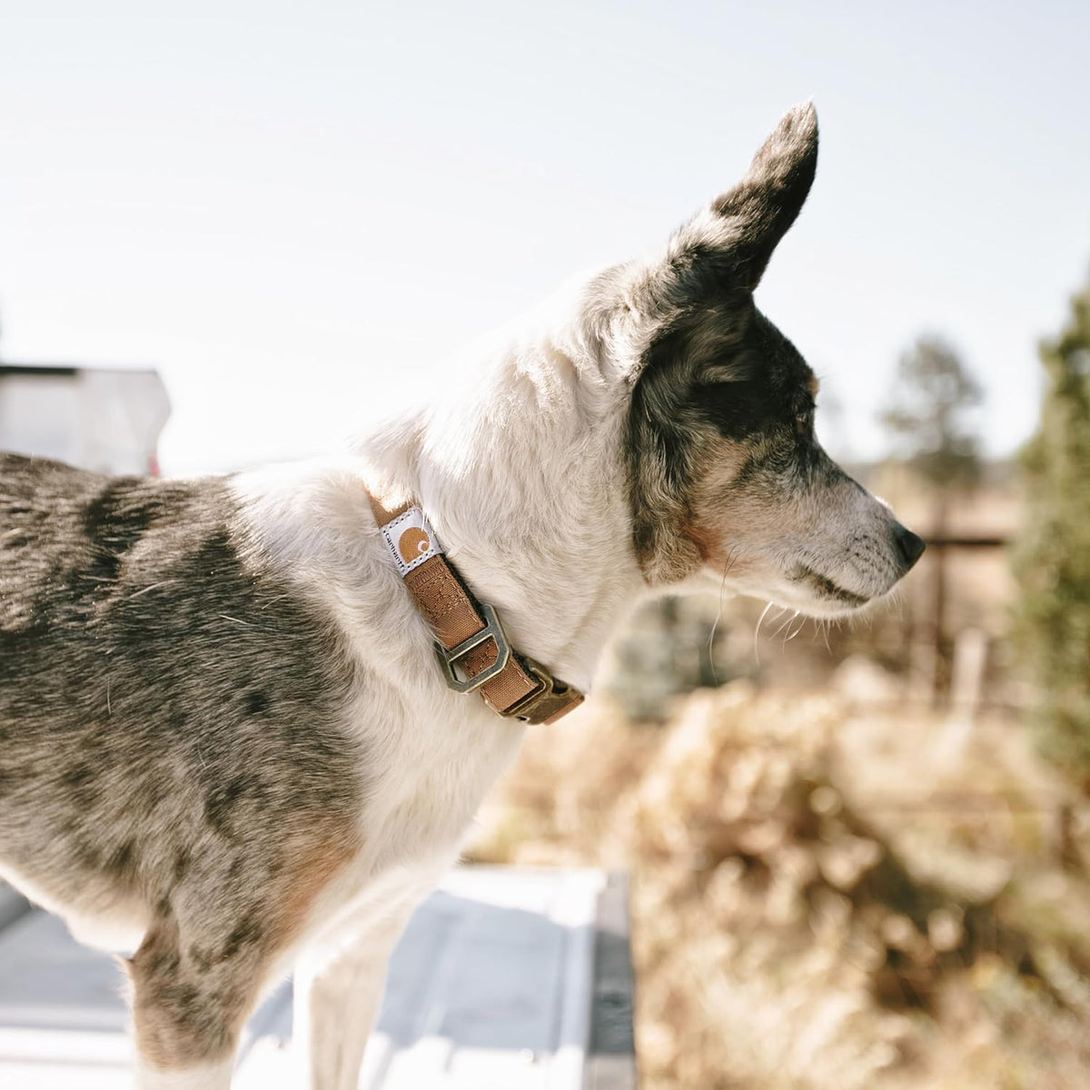 Carhartt Journeyman Dog Collar, Premium Rugged Construction Pet Collar - PuriLite
