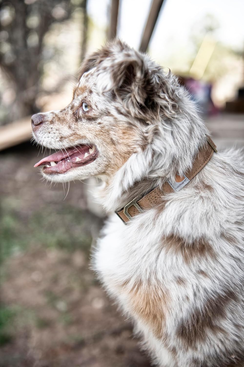 Carhartt Journeyman Dog Collar, Premium Rugged Construction Pet Collar - PuriLite
