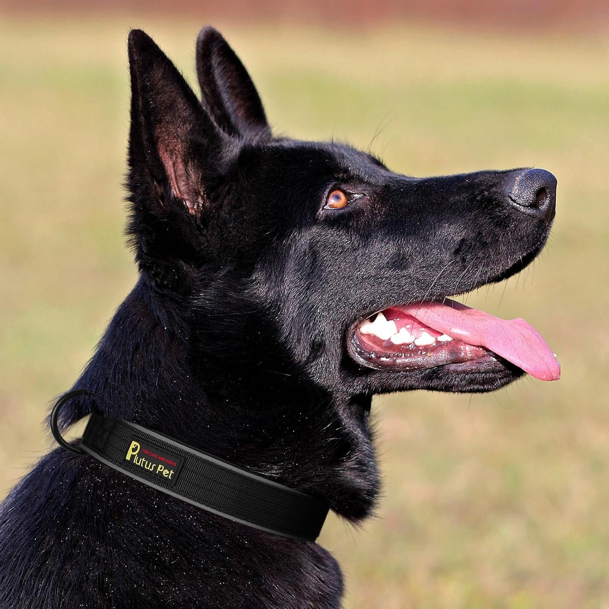 Plutus Pet Tactical Dog Collar, Reflective, Adjustable Heavy Duty Dog Collar, Soft Padded and Comfortable, for Small Medium and Large Dogs (Red, L) - PuriLite