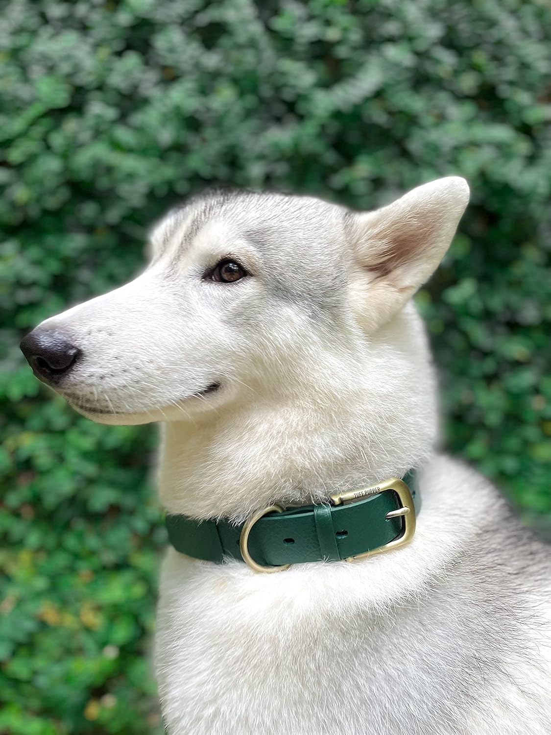 Tuff Pupper Classic Heavy Duty Dog Collar | 10x Stronger Than Leather | 100% Waterproof & Odor Proof Dog Collar | Tough Rust-Proof All Metal Hardware - PuriLite