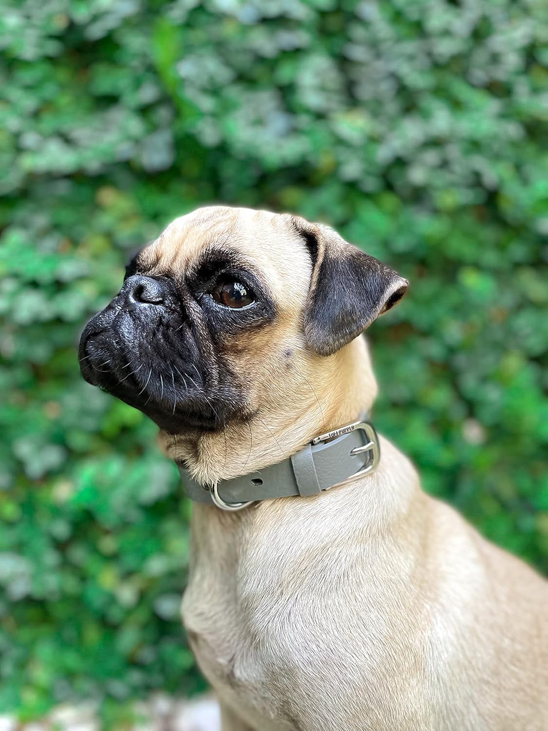 Tuff Pupper Classic Heavy Duty Dog Collar | 10x Stronger Than Leather | 100% Waterproof & Odor Proof Dog Collar | Tough Rust-Proof All Metal Hardware - PuriLite