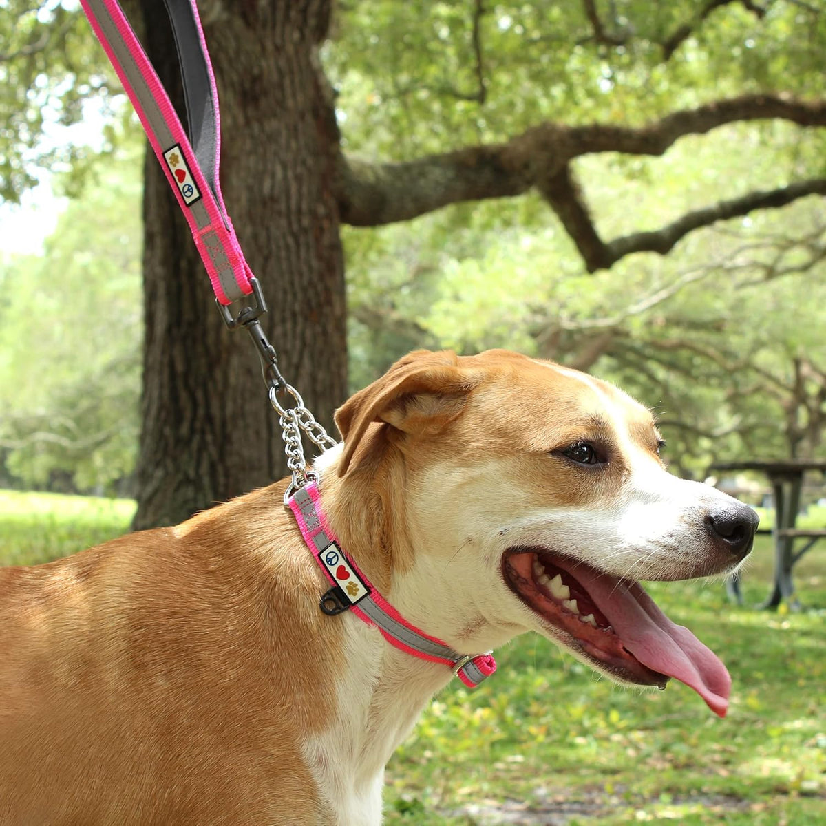 Pawtitas Chain Martingale Dog Collar Puppy Collar Reflective Dog Collar Training Dog Collar Behavioral Dog Chain Collar Collar Large Dog Collar Orange Dog Collar - PuriLite
