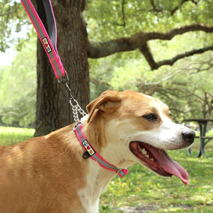 Pawtitas Chain Martingale Dog Collar Puppy Collar Reflective Dog Collar Training Dog Collar Behavioral Dog Chain Collar Collar Large Dog Collar Orange Dog Collar - PuriLite