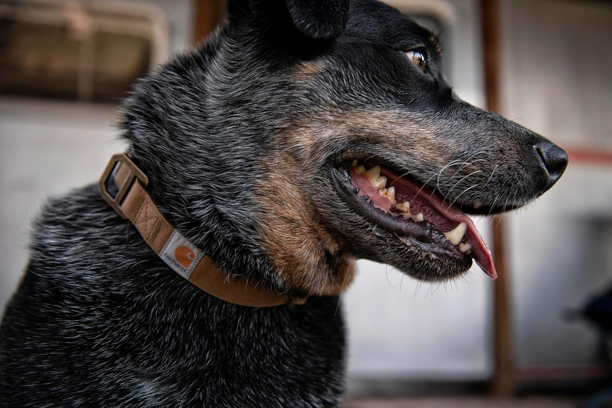 Carhartt Journeyman Dog Collar, Premium Rugged Construction Pet Collar - PuriLite