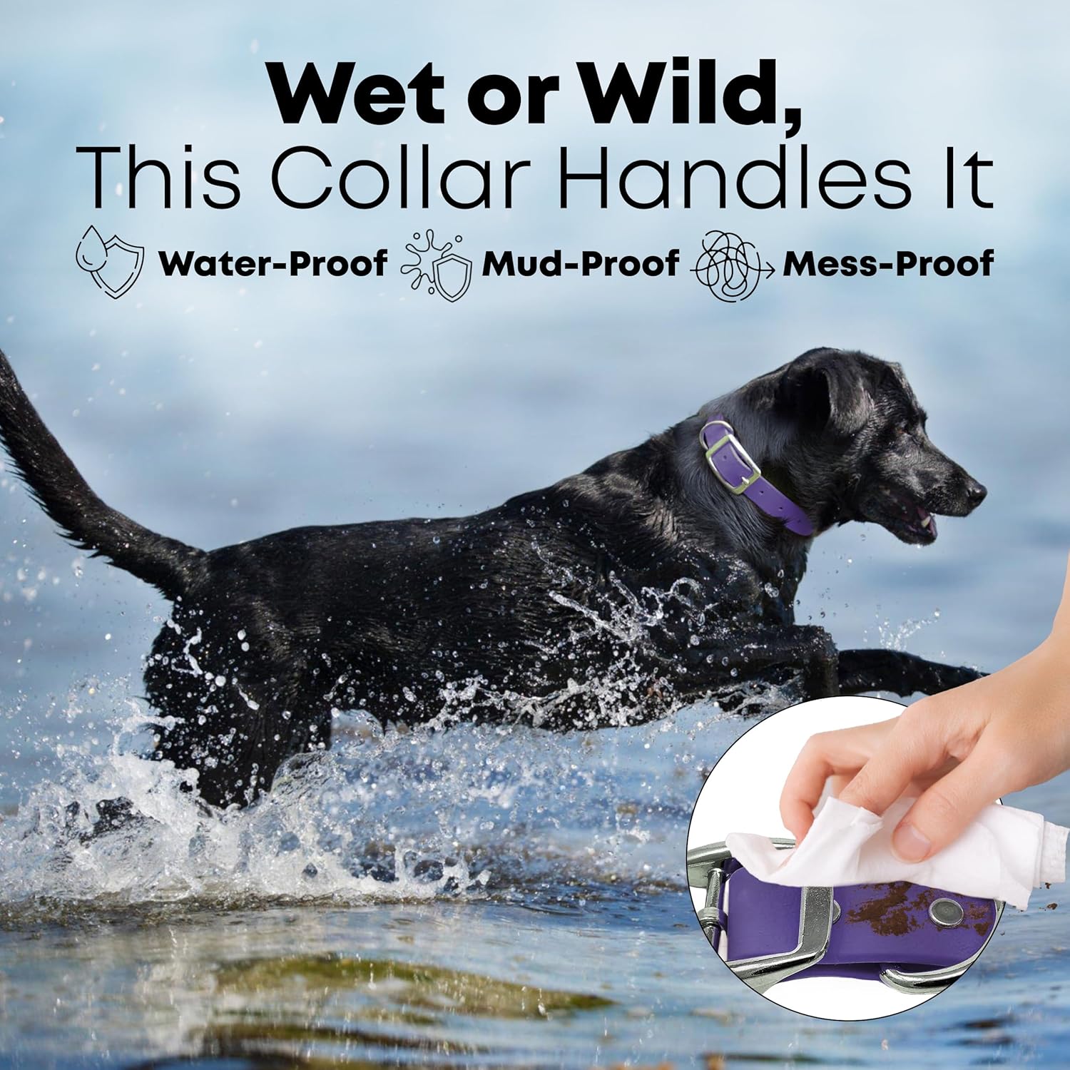 Regal Dog Products Medium Black Waterproof Dog Collar with Gold Buckle, Resilient and Durable Materials, Comfortable Design - for Small, Medium, and Large Breed Dogs - PuriLite