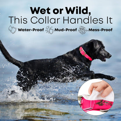 Regal Dog Products Medium Black Waterproof Dog Collar with Gold Buckle, Resilient and Durable Materials, Comfortable Design - for Small, Medium, and Large Breed Dogs - PuriLite