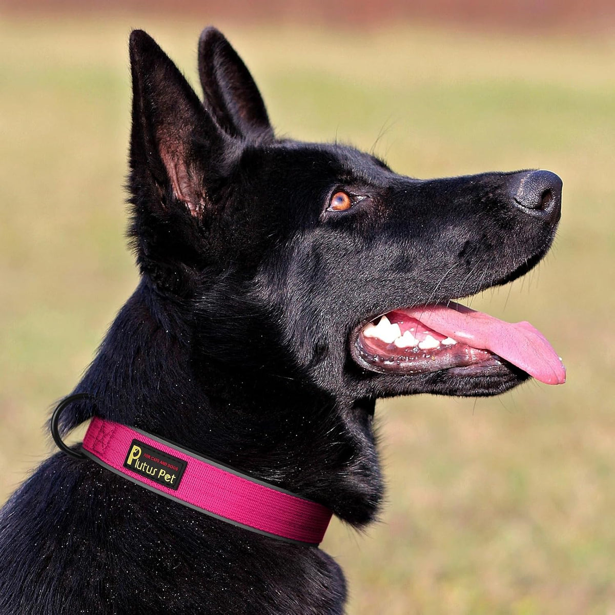 Plutus Pet Tactical Dog Collar, Reflective, Adjustable Heavy Duty Dog Collar, Soft Padded and Comfortable, for Small Medium and Large Dogs (Red, L) - PuriLite