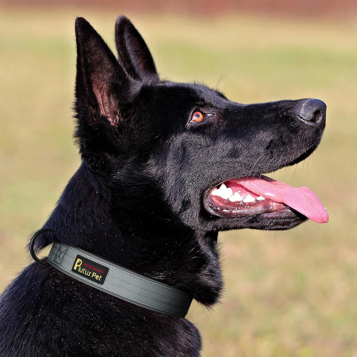 Plutus Pet Tactical Dog Collar, Reflective, Adjustable Heavy Duty Dog Collar, Soft Padded and Comfortable, for Small Medium and Large Dogs (Red, L) - PuriLite