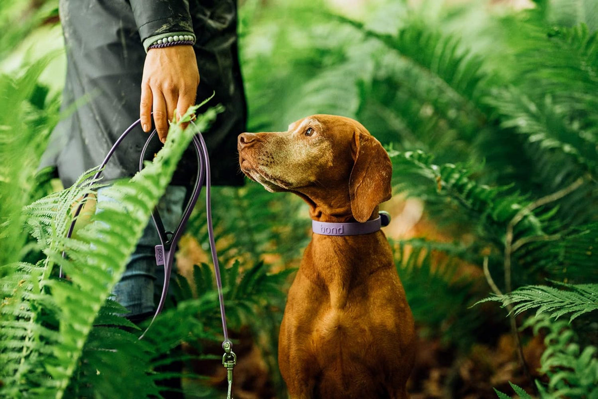 Bond Pet Waterproof Dog Collar - Durable, Comfortable, Adjustable, Wear Resistant and Easy to Clean for Puppies and XSmall Dogs (Orange, XSmall) - PuriLite