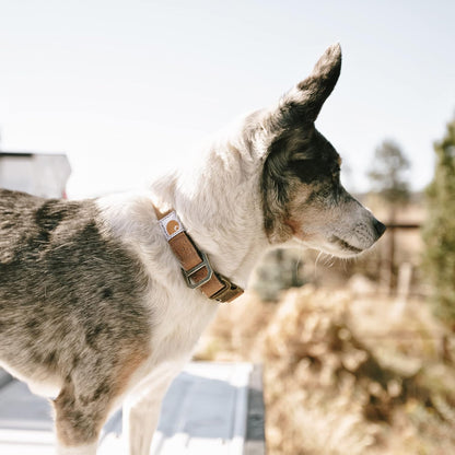 Carhartt Journeyman Dog Collar, Premium Rugged Construction Pet Collar - PuriLite