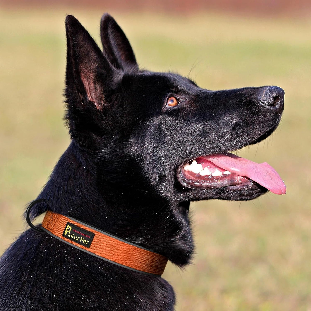 Plutus Pet Tactical Dog Collar, Reflective, Adjustable Heavy Duty Dog Collar, Soft Padded and Comfortable, for Small Medium and Large Dogs (Red, L) - PuriLite