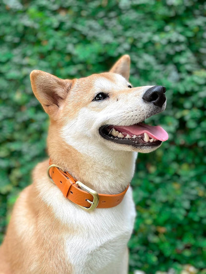 Tuff Pupper Classic Heavy Duty Dog Collar | 10x Stronger Than Leather | 100% Waterproof & Odor Proof Dog Collar | Tough Rust-Proof All Metal Hardware - PuriLite