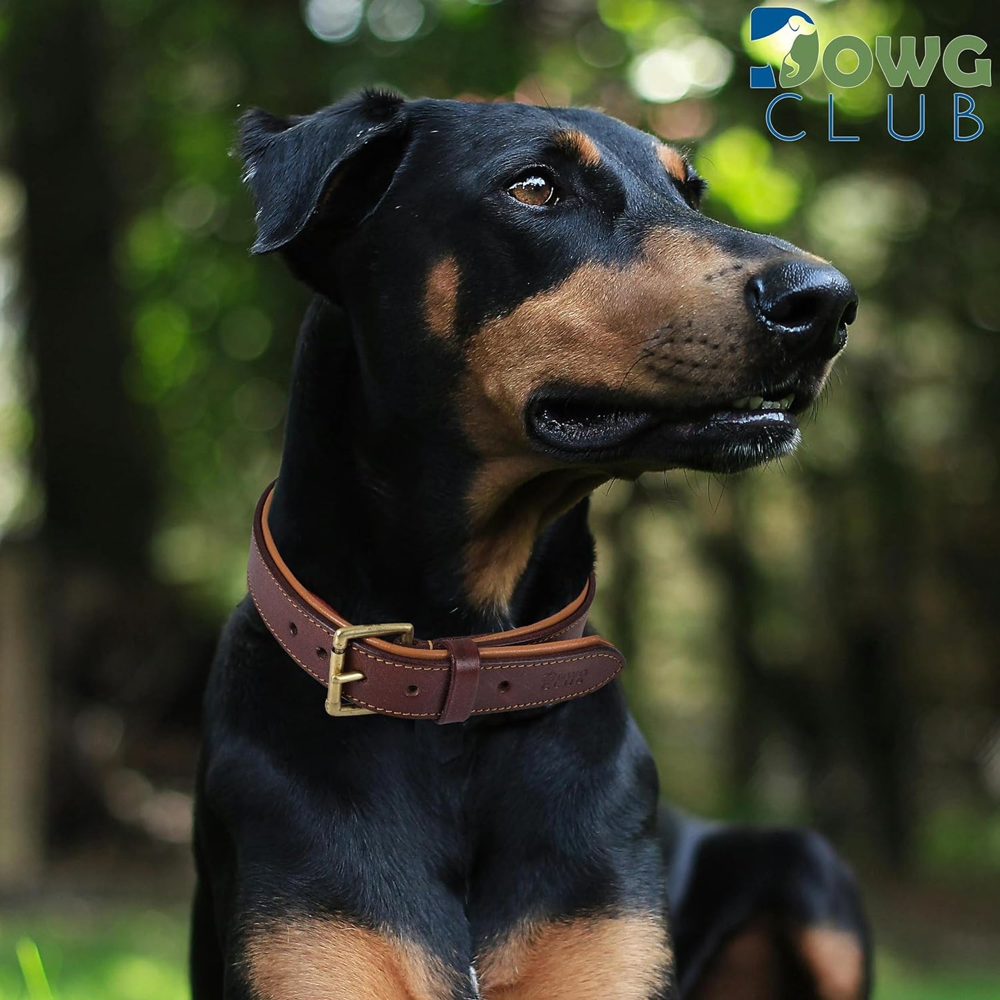 DowgClub | Genuine Leather Dog Collar | Full Grain, Heavy Duty | Comfortable, Strong | Best for Pups, Small, Medium & Large Breeds | Pink, Brown, Black, Tan - PuriLite