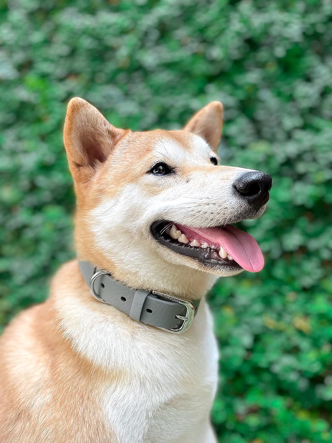 Tuff Pupper Classic Heavy Duty Dog Collar | 10x Stronger Than Leather | 100% Waterproof & Odor Proof Dog Collar | Tough Rust-Proof All Metal Hardware - PuriLite