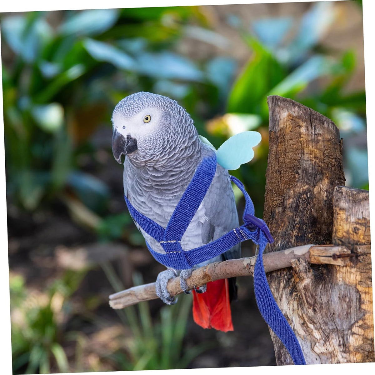 BESPORTBLE 4pcs Bird Training Rope Parrot Harness Leash for Pet Supply Training Harness Set for Small Birds