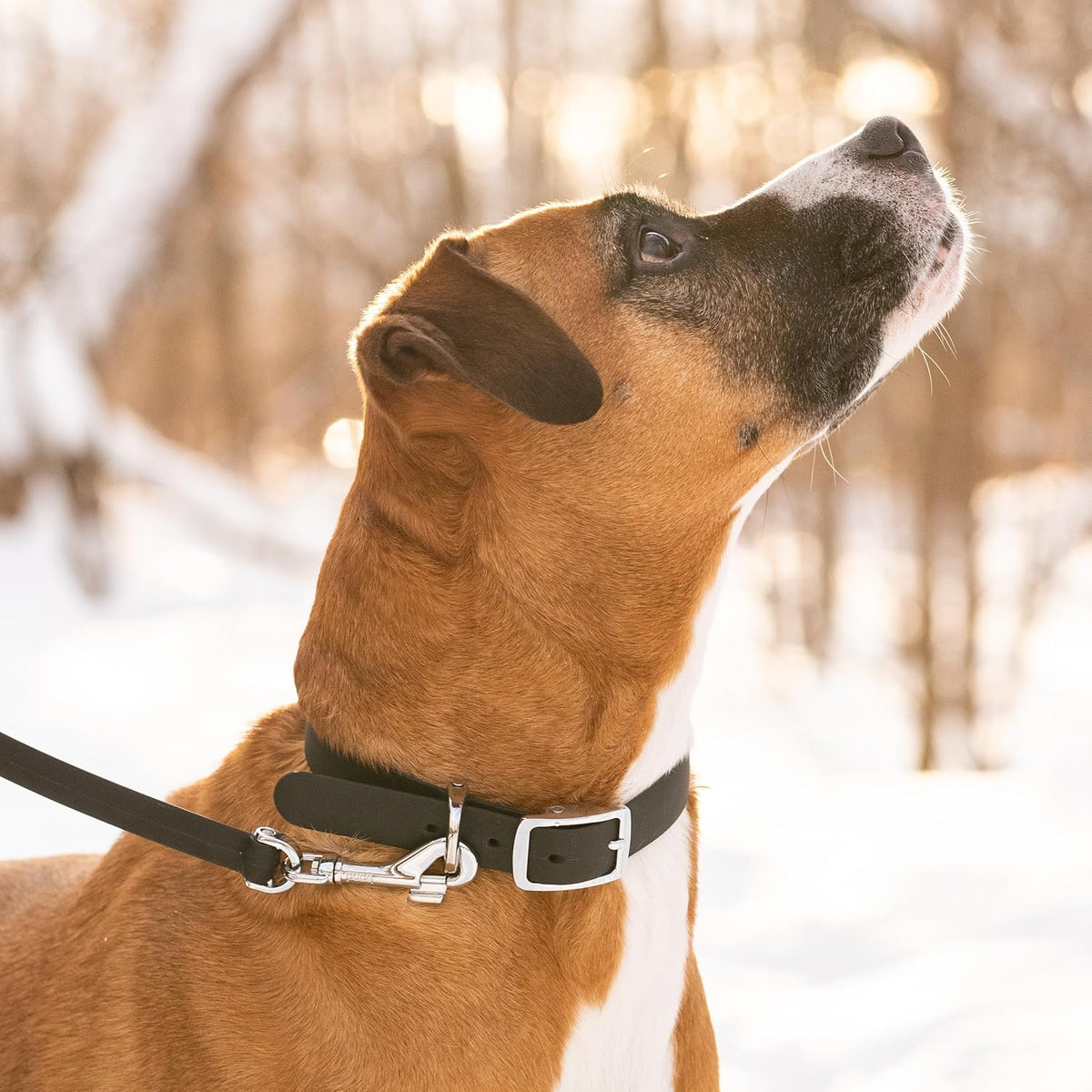 Bond Pet Waterproof Dog Collar - Durable, Comfortable, Adjustable, Wear Resistant and Easy to Clean for Puppies and XSmall Dogs (Orange, XSmall) - PuriLite