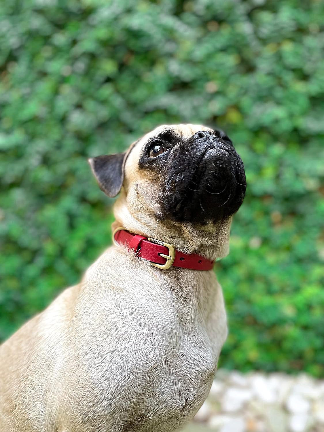 Tuff Pupper Classic Heavy Duty Dog Collar | 10x Stronger Than Leather | 100% Waterproof & Odor Proof Dog Collar | Tough Rust-Proof All Metal Hardware - PuriLite