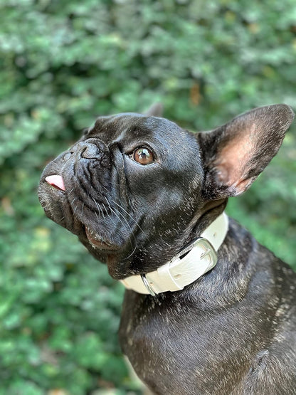 Tuff Pupper Classic Heavy Duty Dog Collar | 10x Stronger Than Leather | 100% Waterproof & Odor Proof Dog Collar | Tough Rust-Proof All Metal Hardware - PuriLite