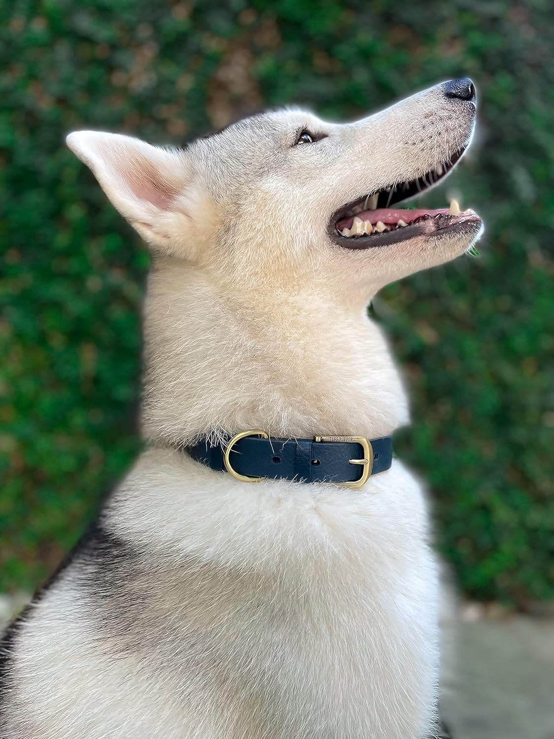 Tuff Pupper Classic Heavy Duty Dog Collar | 10x Stronger Than Leather | 100% Waterproof & Odor Proof Dog Collar | Tough Rust-Proof All Metal Hardware - PuriLite