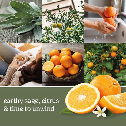 Yankee Candle Scented Candle, Sage & Citrus, Original Large Jar Candle, 110-150 Hours of Burn Time, 22 oz. - PuriLite