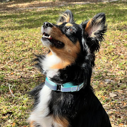 Pawtitas Chain Martingale Dog Collar Puppy Collar Reflective Dog Collar Training Dog Collar Behavioral Dog Chain Collar Collar Large Dog Collar Orange Dog Collar - PuriLite
