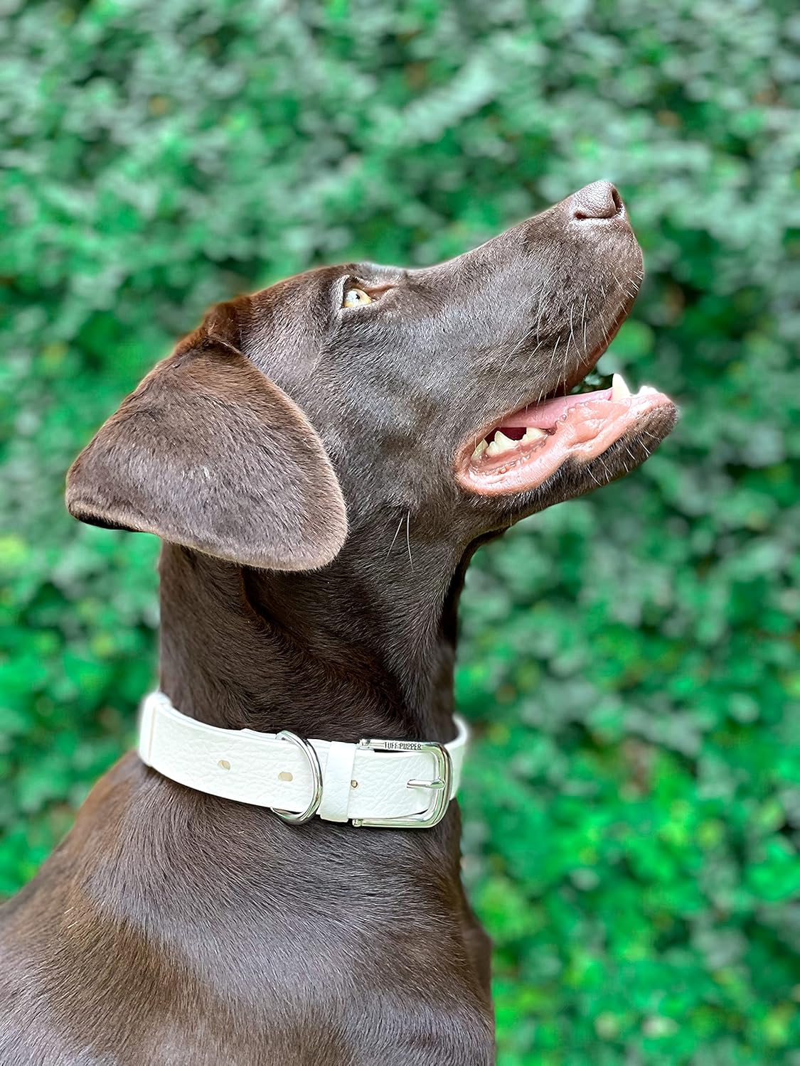 Tuff Pupper Classic Heavy Duty Dog Collar | 10x Stronger Than Leather | 100% Waterproof & Odor Proof Dog Collar | Tough Rust-Proof All Metal Hardware - PuriLite
