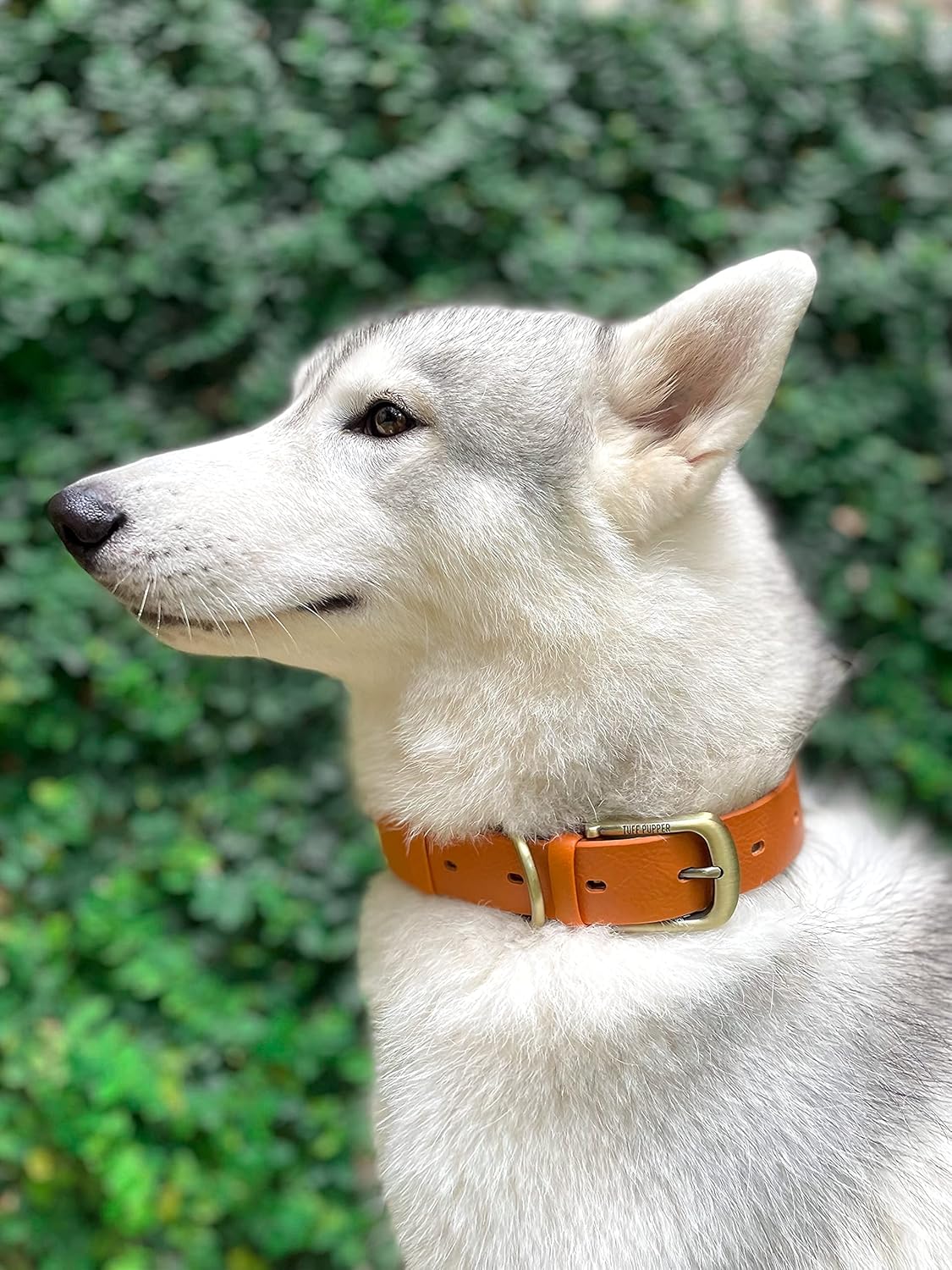 Tuff Pupper Classic Heavy Duty Dog Collar | 10x Stronger Than Leather | 100% Waterproof & Odor Proof Dog Collar | Tough Rust-Proof All Metal Hardware - PuriLite