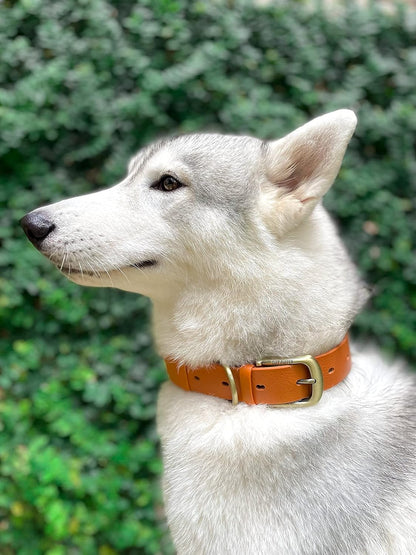 Tuff Pupper Classic Heavy Duty Dog Collar | 10x Stronger Than Leather | 100% Waterproof & Odor Proof Dog Collar | Tough Rust-Proof All Metal Hardware - PuriLite
